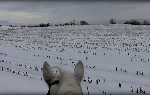 Oreilles blanches au lac.