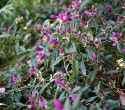 Polygala chamaebuxus grandiflora