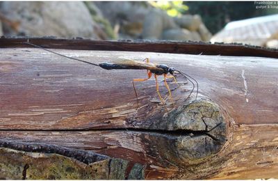 Guêpe à long dard - ichneumons suspiciosus femelle - 