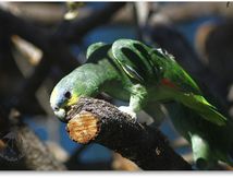 Amazone à ailes orangées