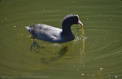 Rambouillet : Foulque macroule