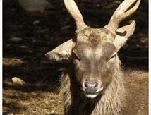 Cerfs du Vietnam