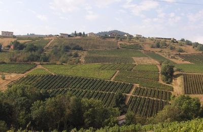 Avant les vendanges...
