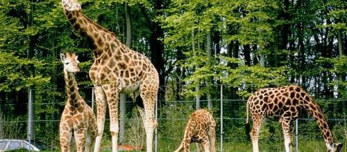 Zoo (poème de Michel Butor)