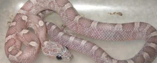 Lavender bloodred