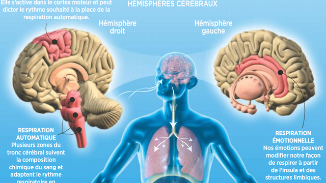          La respiration est la seule fonction vitale contrôlable par notre volonté