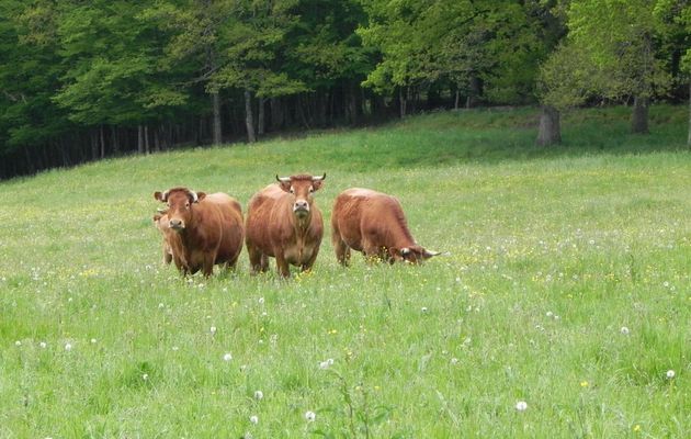 Des vaches curieuses  lol