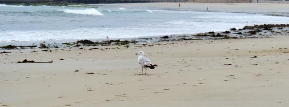 Quand Lyon vient en Bretagne : Quiberon (1)