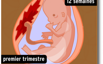 Le développement foetal