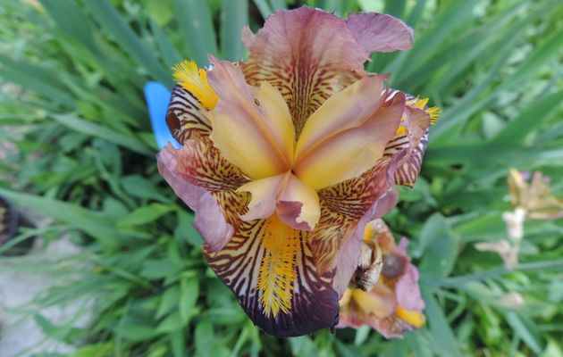 fleurs et bébète dans le jardin