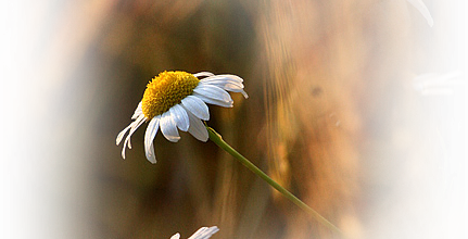 LA MARGUERITE