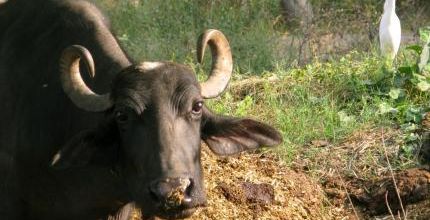 Inde episode 3 :  Sur la route vers Derah Dun