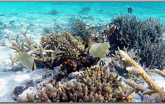 Poisson-papillon citron ou tacheté ou Chétodon citron (Chaetodon citrinellus) - Athuruga - Atoll d'Ari - Maldives