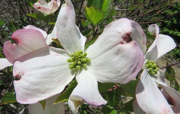 Fleurs en macros