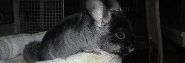 Commen ça chui pas un chat ! ? !