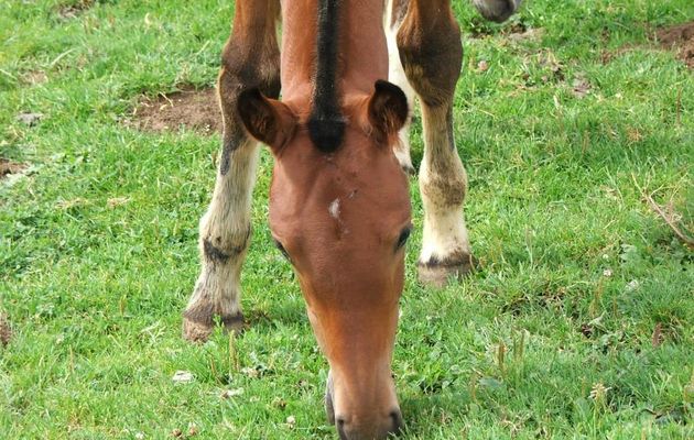 un beau cheval - poulain 