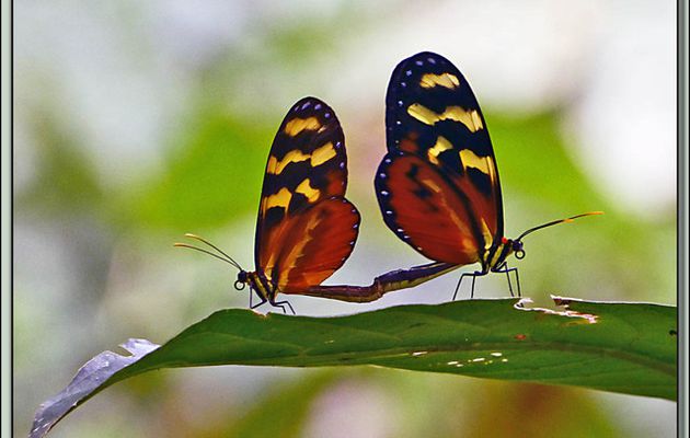 Images du Costa Rica transférées depuis mon ancien blog