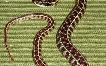 Lygophis anomalus