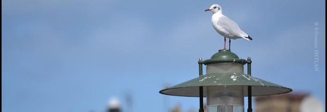 Trouville-sur-Mer, Deauville : Oiseaux marins