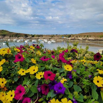 Thème de haïkus pour vendredi 18 août : Fleurs !