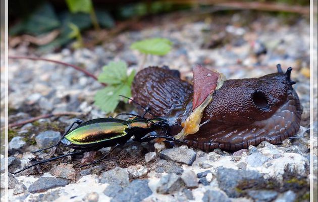 Le repas du Carabe splendide (Carabus splendens ?) - Lartigau - Milhas - 31