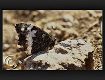 Siléne (Brintesia circe) - Nymphalidae