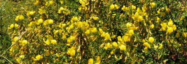 Ononis natrix - bugrane jaune -coqsigrue