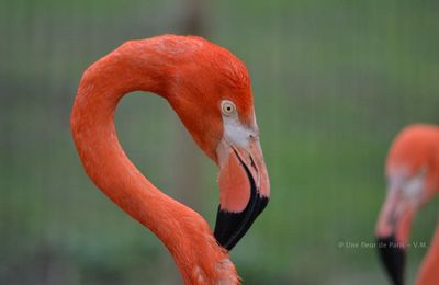 Ménagerie du Jardin des Plantes : Le flamant rouge