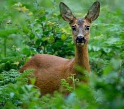 La biche aux abois