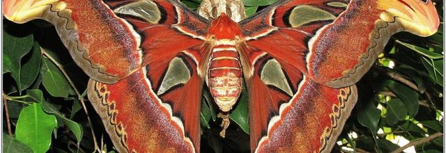 Atlas (1) - Attacus Atlas