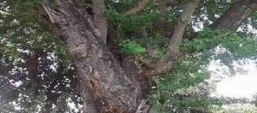 ARBRES