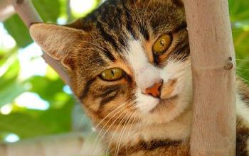 Les chats comprennent des lois physiques de base