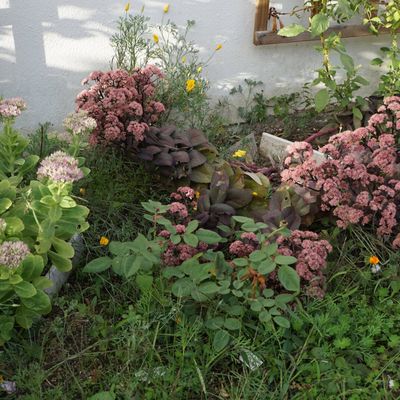Sedum spectabile, roi du jardin en septembre