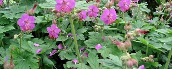 Geranium macrorrhizum 'Ingwersen'