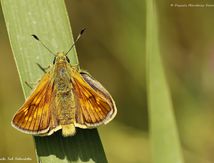 Sylvaine - Ochlodes sylvanus  - Hesperiidae