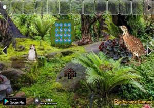 Big Quail bird rainforest escape soluce