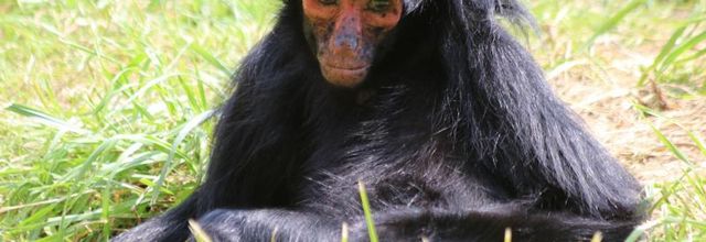 LA VALLÉE DES SINGES (2/3)