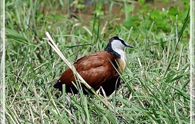 Jacana à poitrine dorée, African Jacana (Actophilornis africanus) - Safari nautique - Parc National de Chobe - Botswana