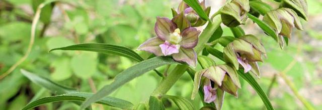 Epipactis helleborine  -  épipactis à larges feuilles