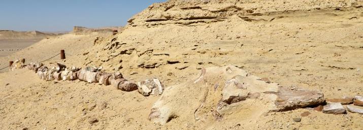 Les fossiles de wadi al-Hitan, la vallée des baleines, Egypte