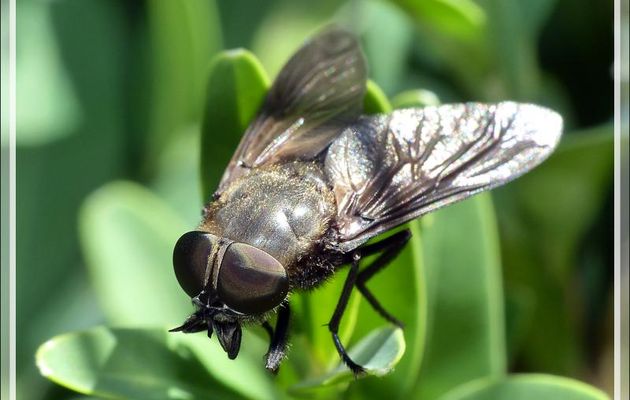 Gros taon femelle (Tabanus sp.) - Lartigau - Milhas - 31