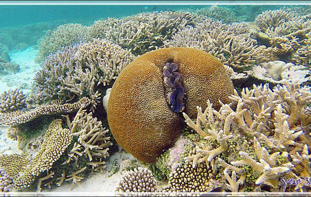 Corail-cerveau dédale, Brain coral (Platygyra daedalea) avec inclusion d'un bénitier - Athuruga - Atoll d'Ari - Maldives