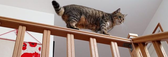 Dimanche c'est chat 