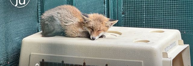 A Erminea, d'incroyables femmes soignent les animaux sauvages