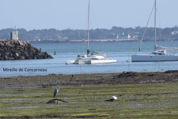 Une virée en Bretagne...