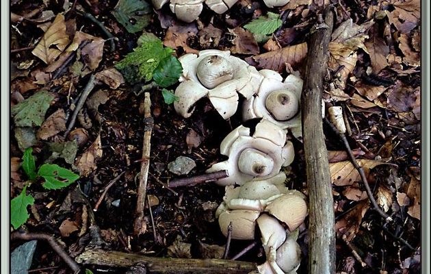 Champignon Géastre sessile (Geastrum fimbriatum) - Etang d'Izourt - Auzat - Vicdessos - 09 