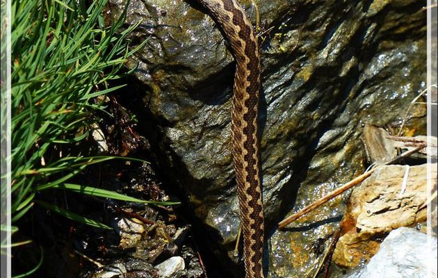 Vipère aspic (Vipera aspis), peut-être de Zinniker - Varrados - Val d'Aran - Catalogne - Espagne