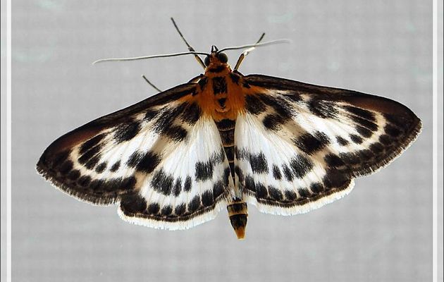 Papillon de nuit Pyrale de l'ortie, Small Magpie (Anania {ex Eurrhypara} hortulata) - Lartigau - Milhas - 31