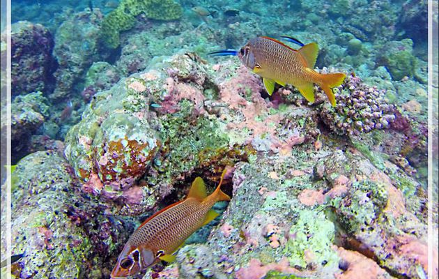 Poisson-écureuil à grande mâchoire, Marignan sabre, Soldat armé, Poisson-écureuil à épines, Sabre squirrelfish (Sargocentron spiniferum) - Moofushi - Atoll d'Ari - Maldives