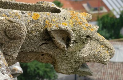 La Tour Pey-Berland : les gargouilles...